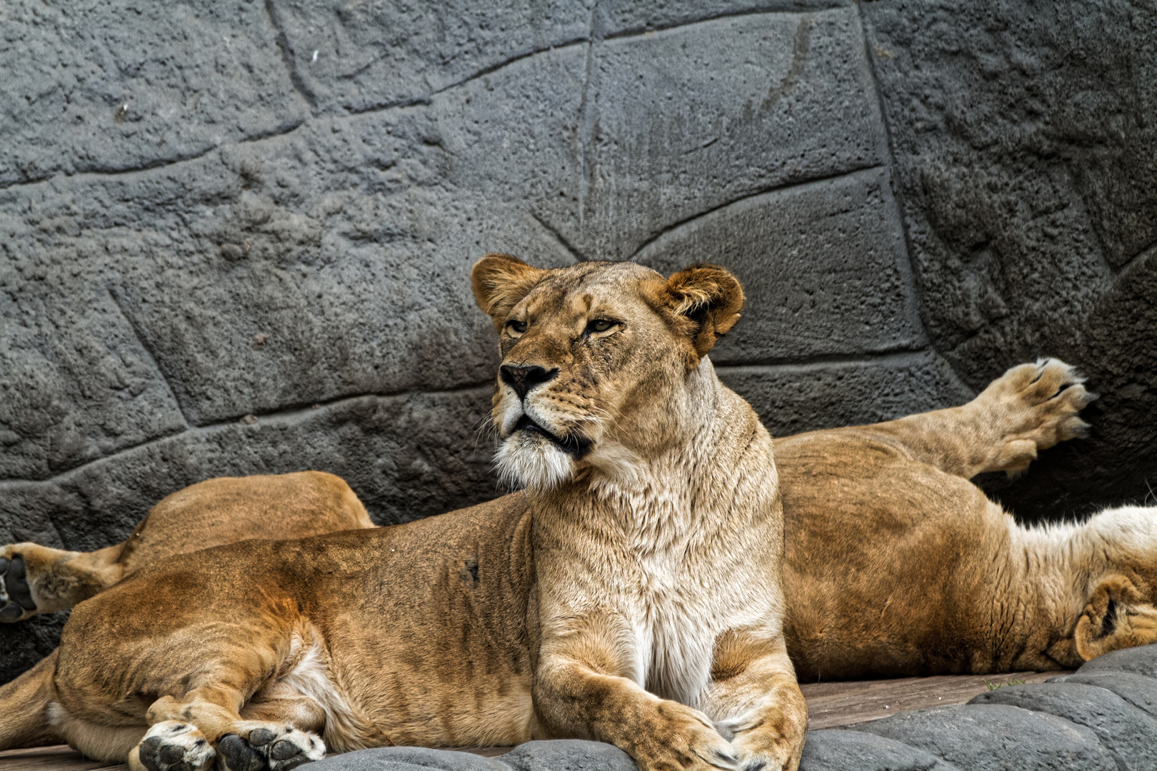 Zoo Hagenbeck 