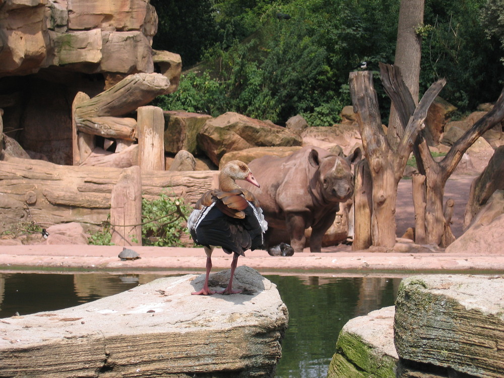 Zoo Hannover 01