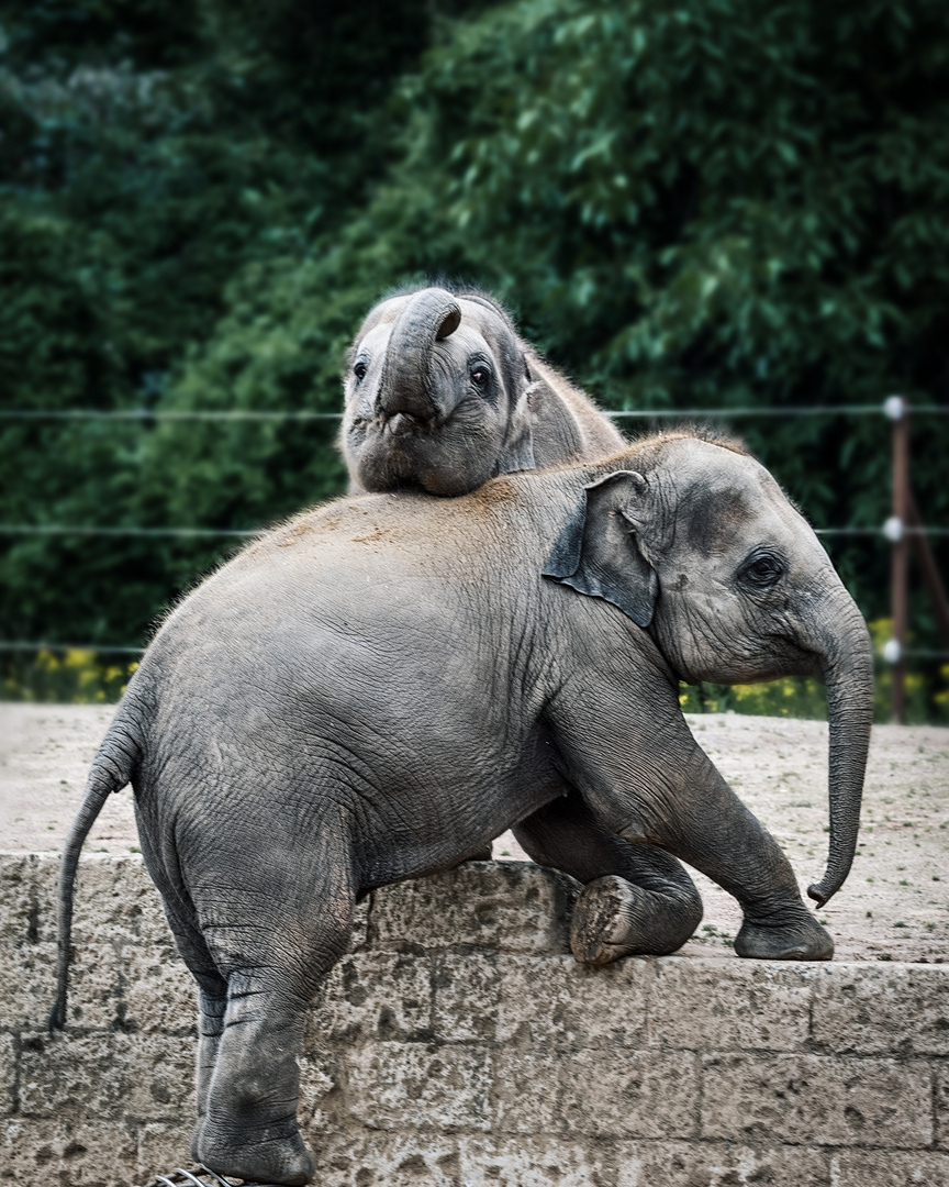 Zoo Hannover