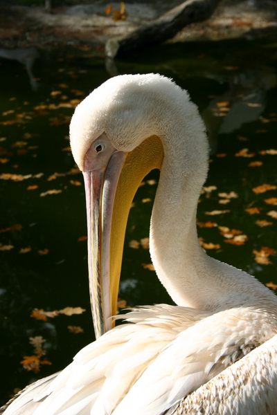 Zoo Hannover, 15.10.03