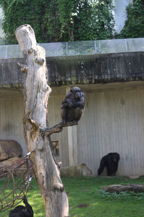 Zoo Hannover 2