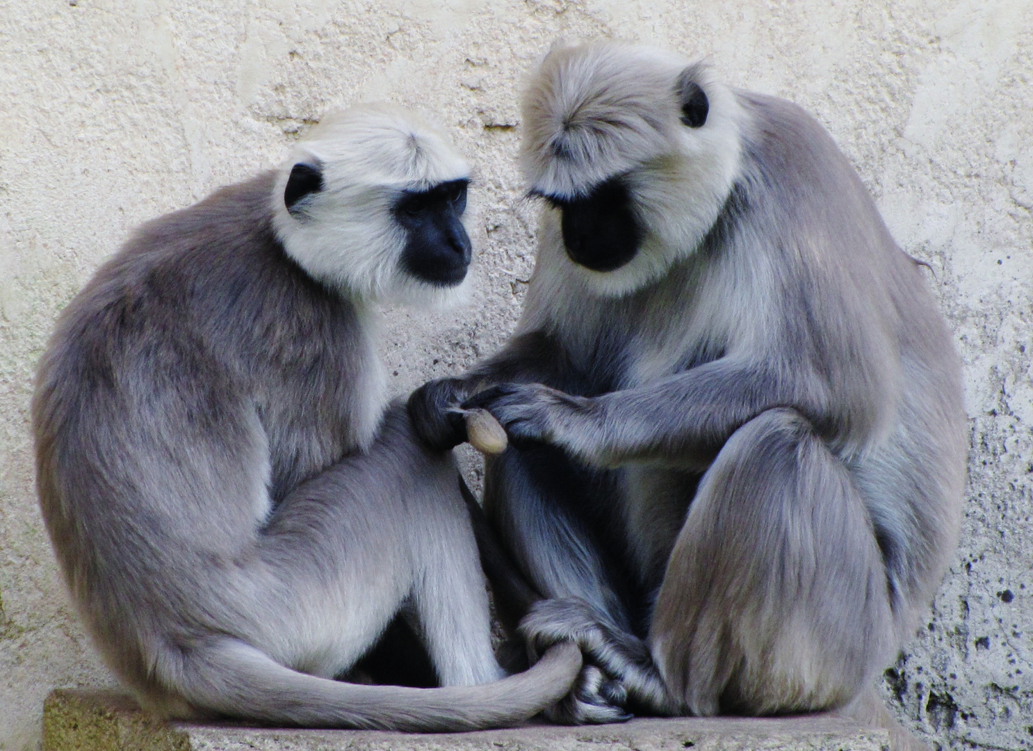 *Zoo Hannover*