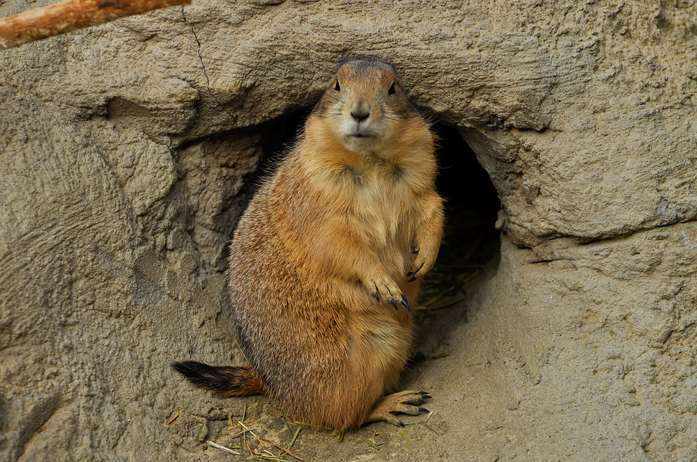 Zoo Hannover