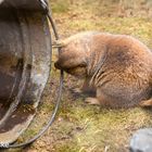 Zoo Hannover 3