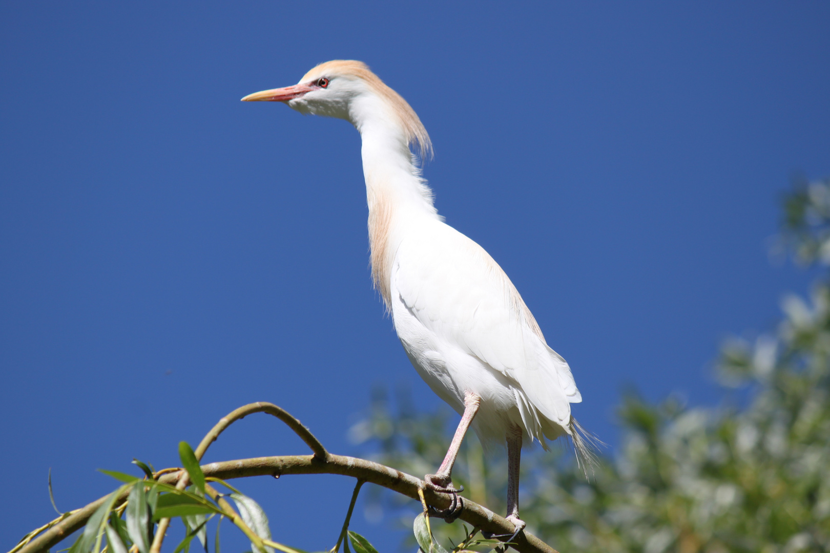 Zoo Hannover