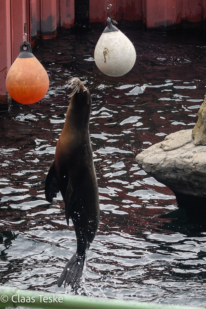 Zoo Hannover 4