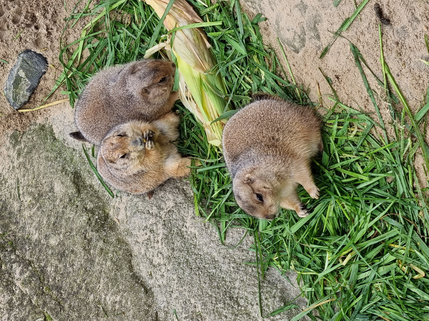 Zoo Hannover