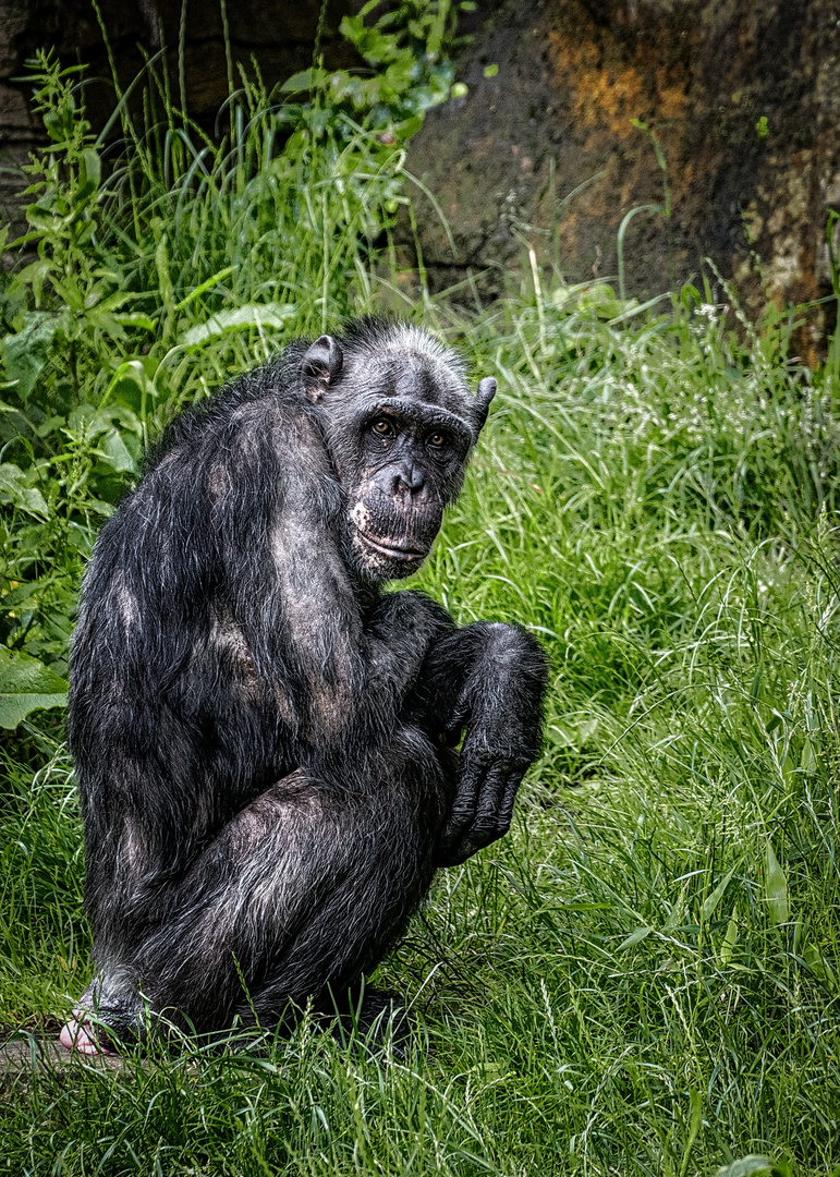 Zoo Hannover