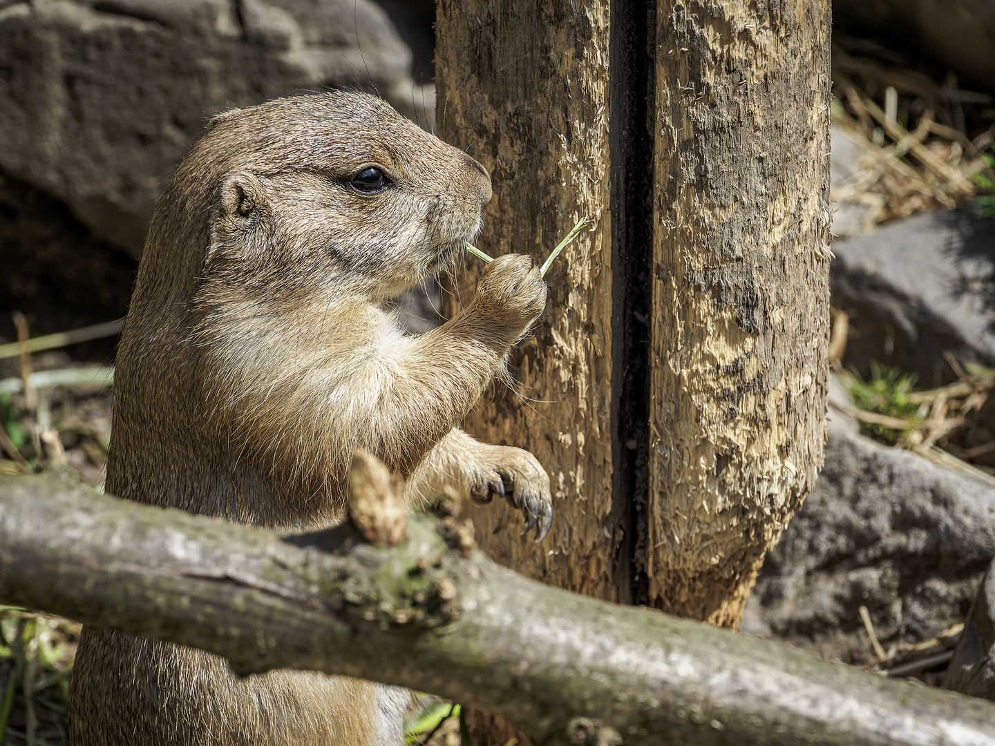 Zoo Hannover