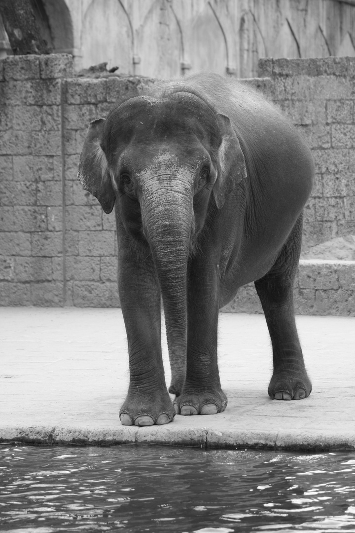 Zoo Hannover