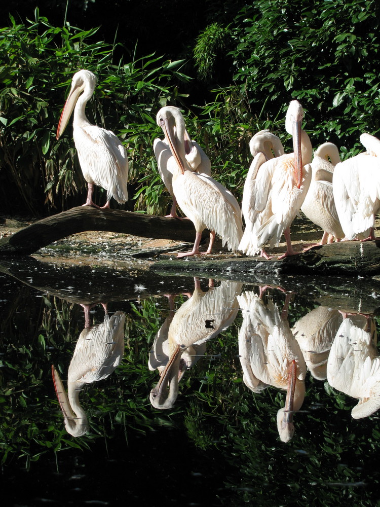 Zoo Hannover