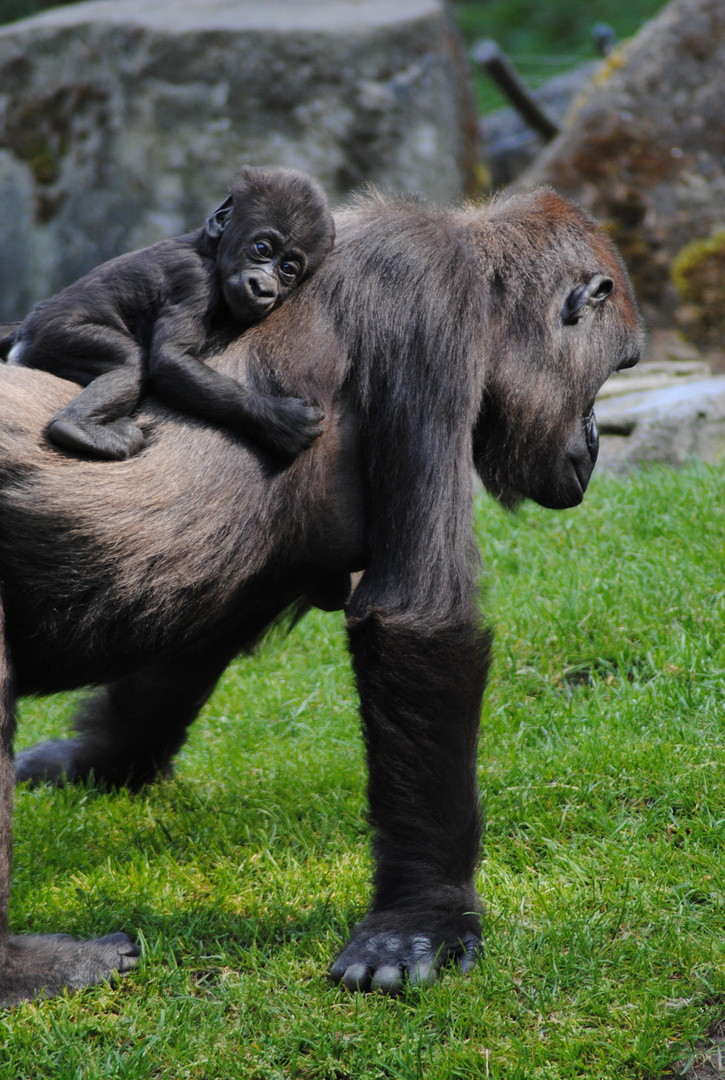 Zoo Hannover