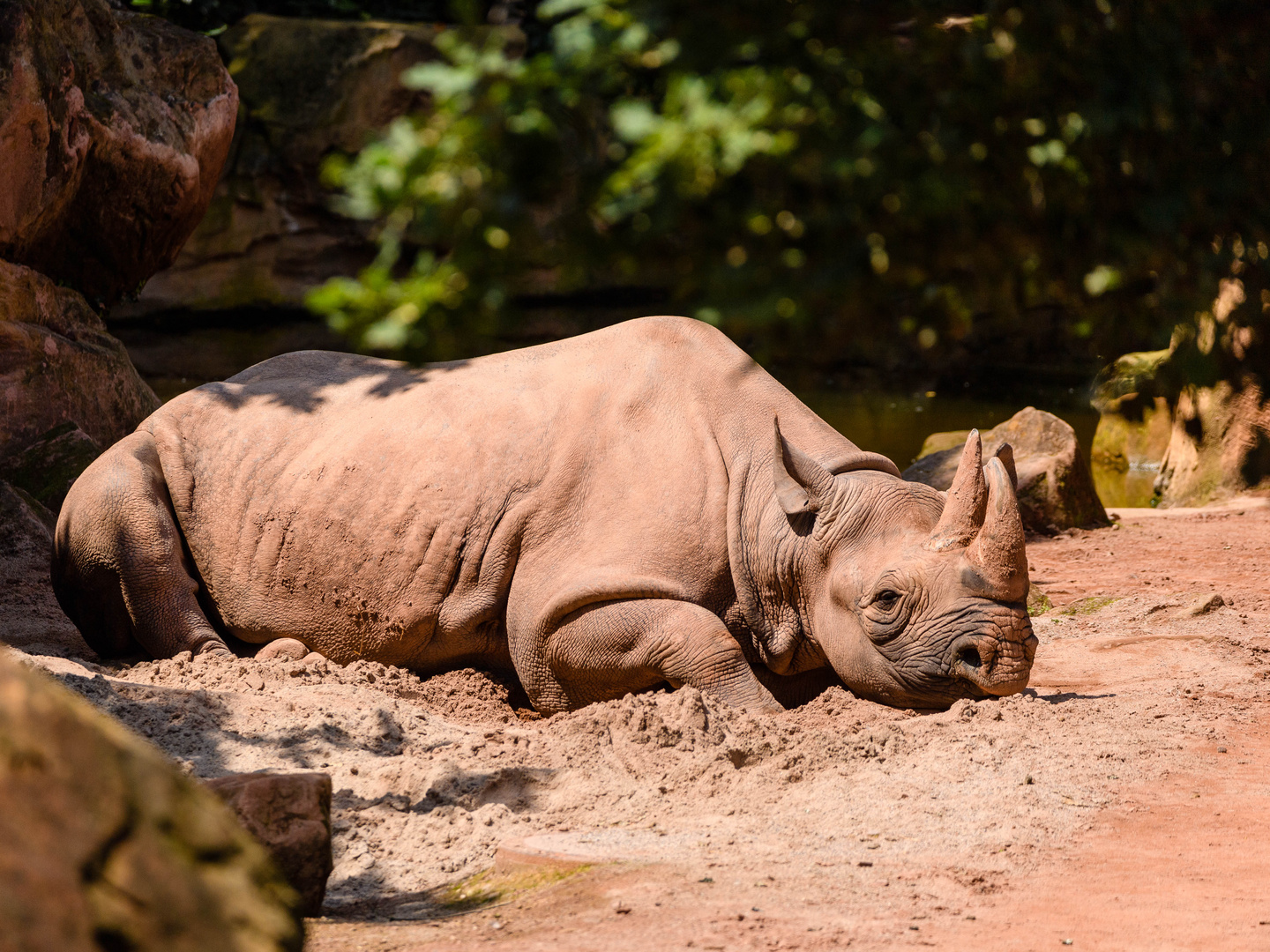 Zoo Hannover