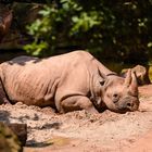 Zoo Hannover