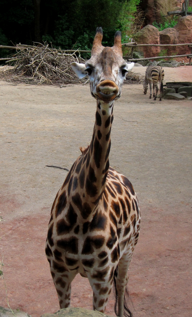 Zoo Hannover