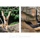 Zoo Hannover