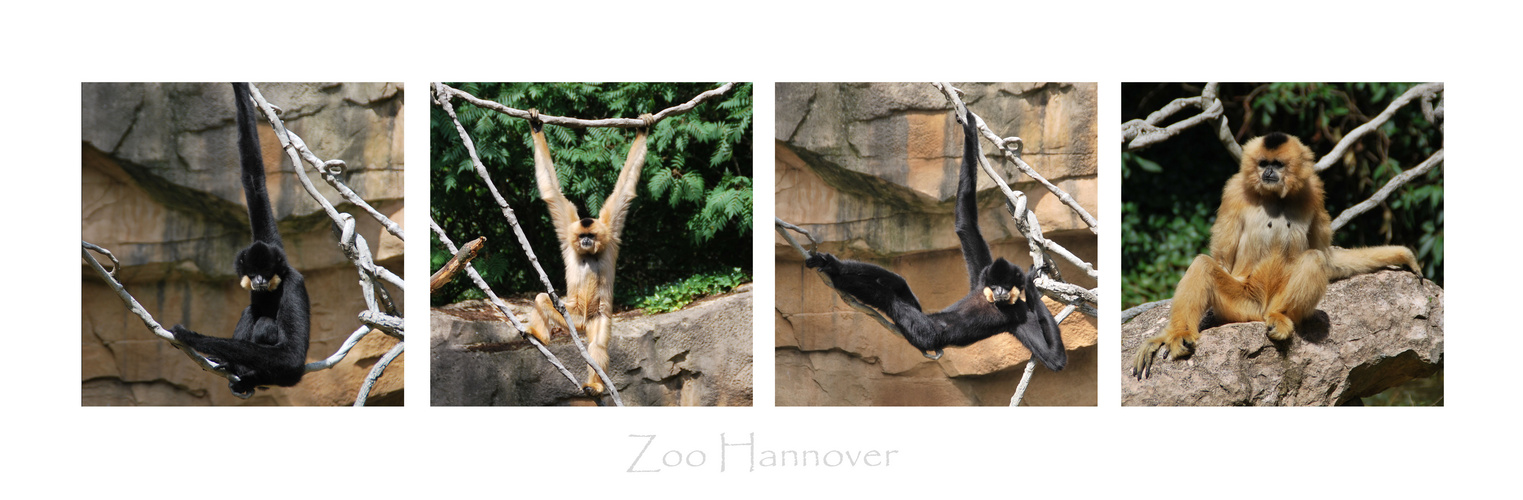 Zoo Hannover