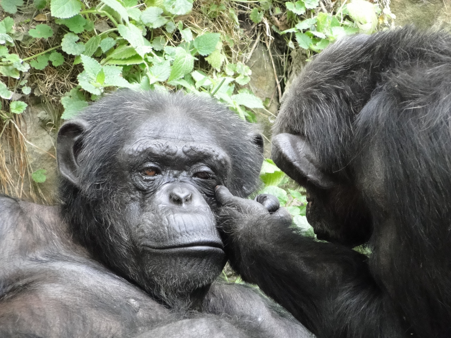 Zoo Hannover - Affenliebe