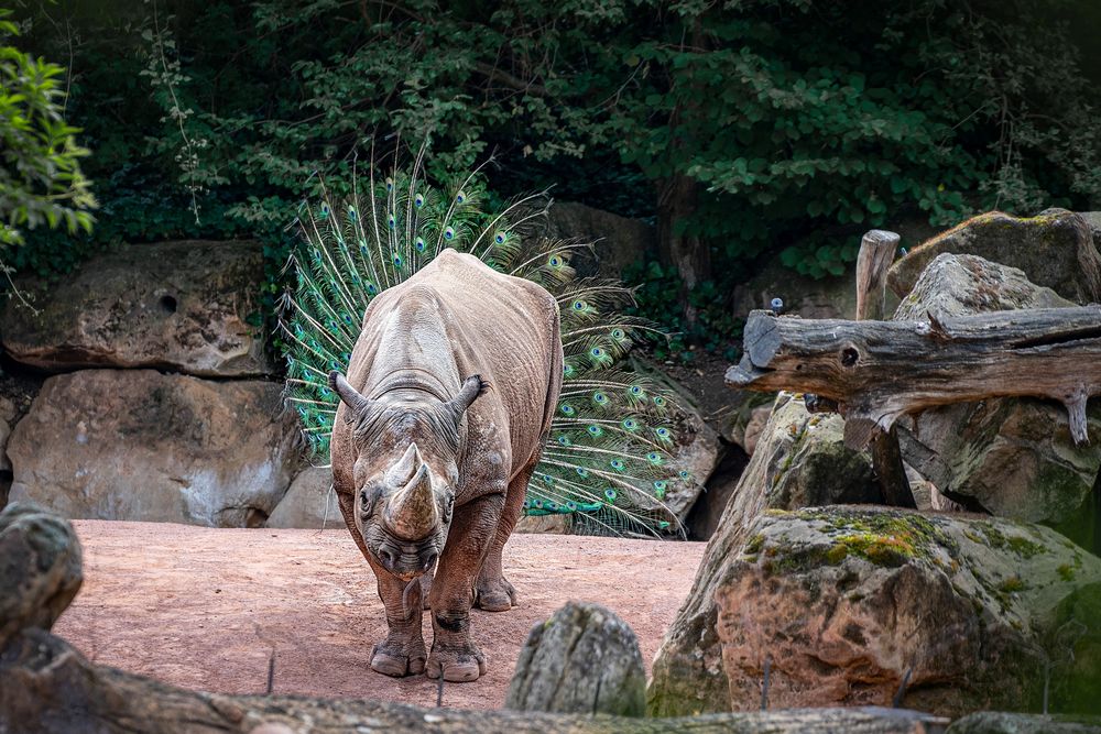 Zoo Hannover Foto &amp; Bild natur, zoo, tiere Bilder auf