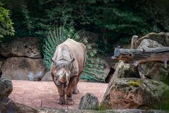 Zoo Hannover