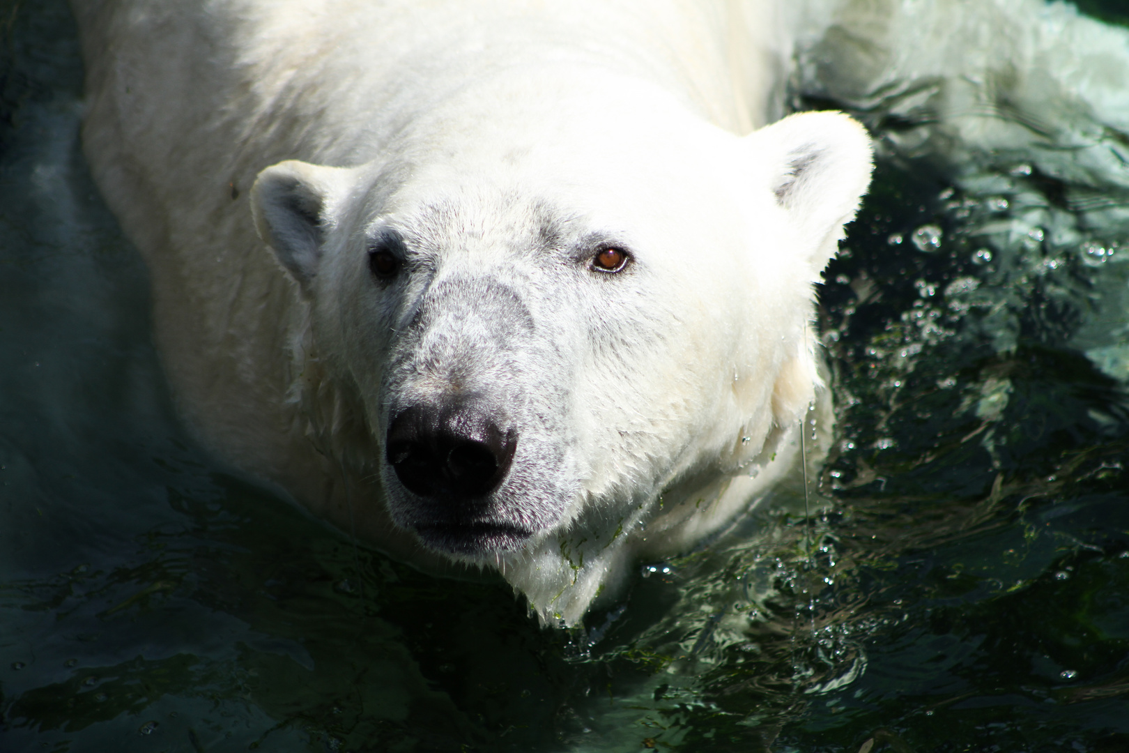 Zoo Hannover Bär