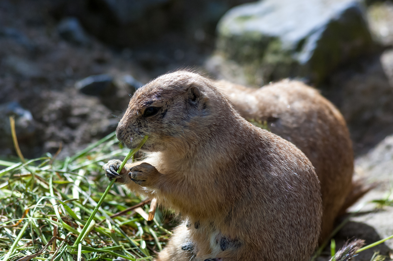 Zoo Hannover