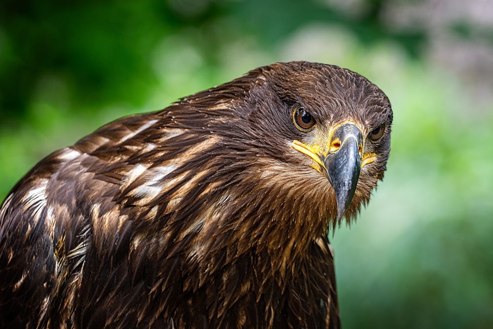 Zoo Hannover