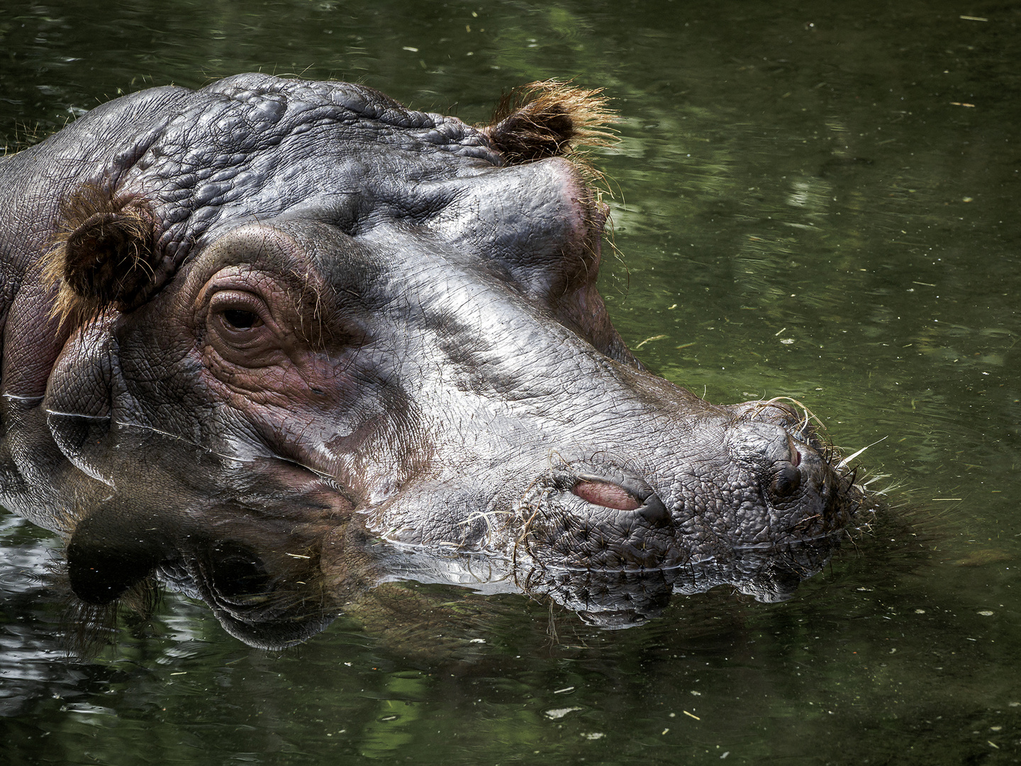 Zoo Hannover