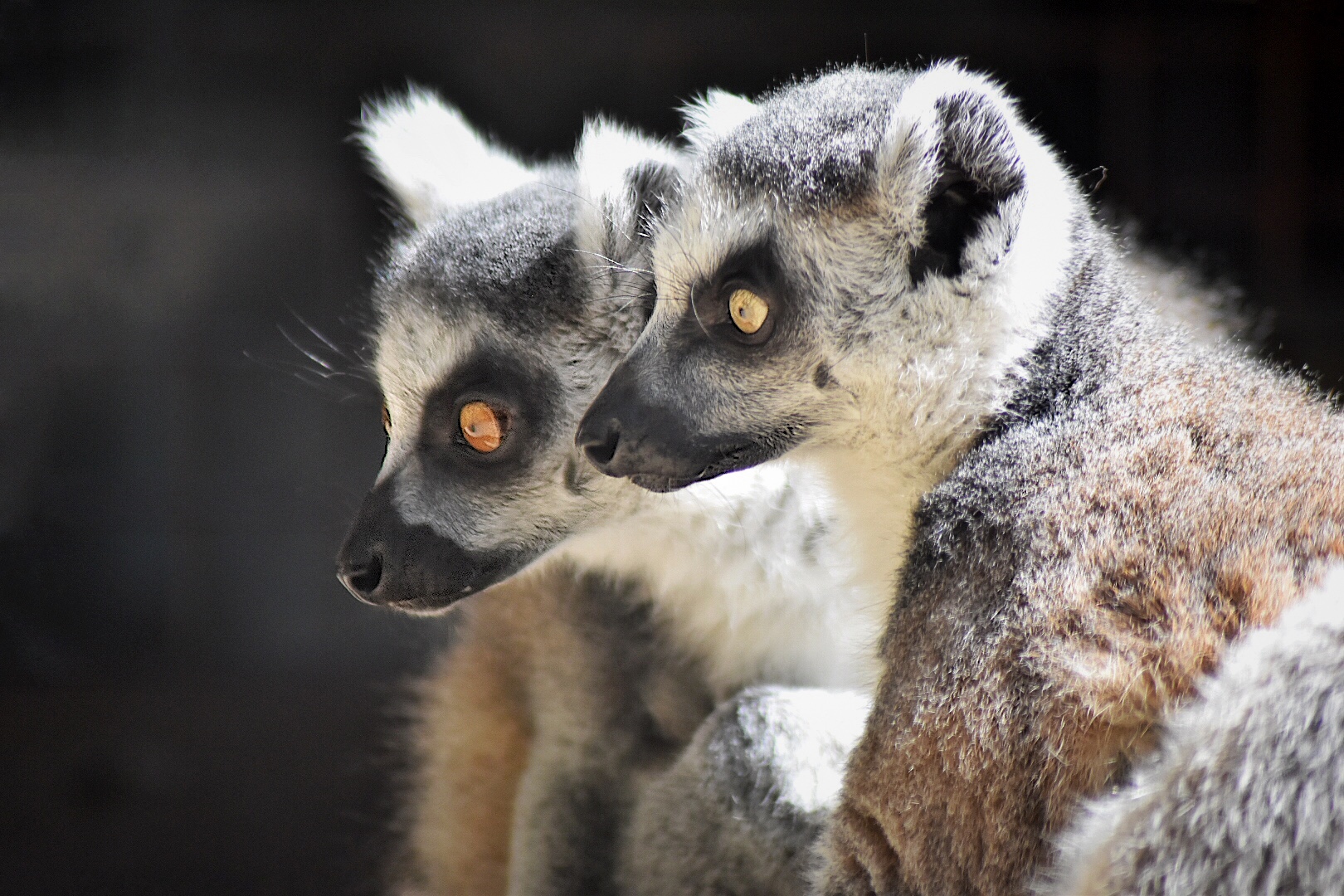 Zoo Hannover