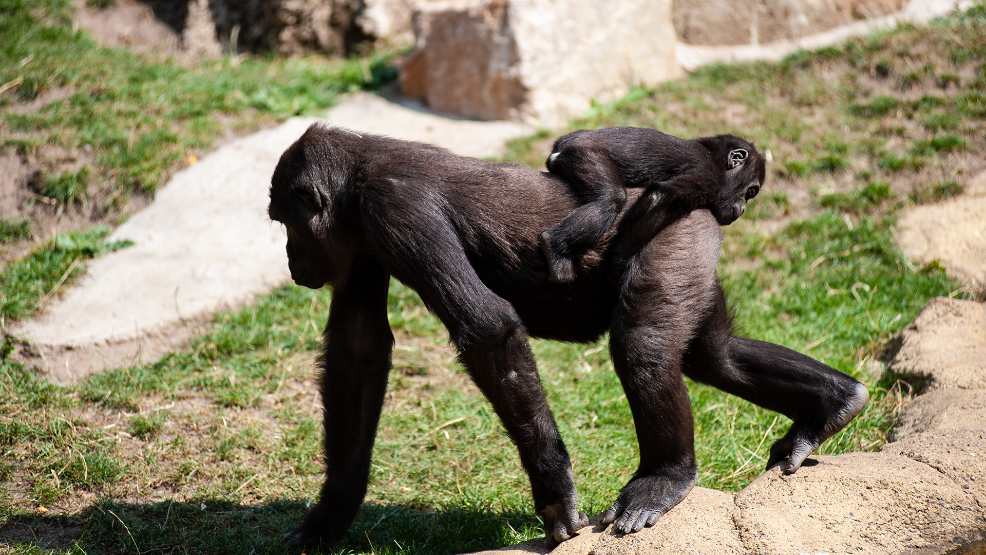 Zoo Hannover