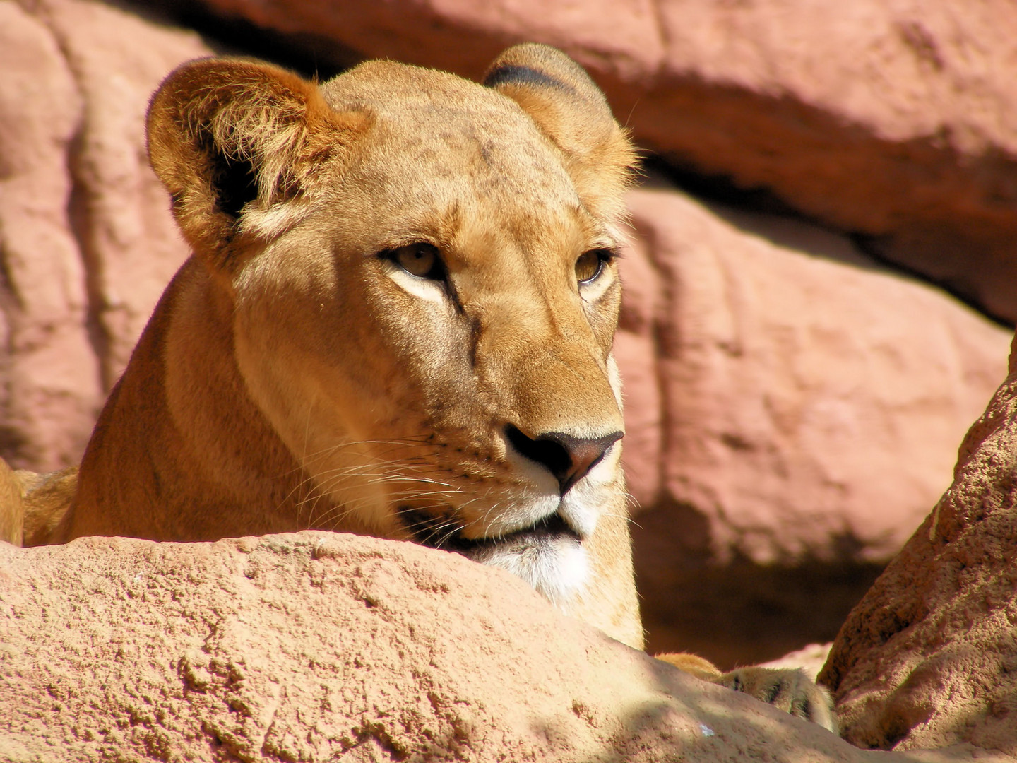 zoo hannover