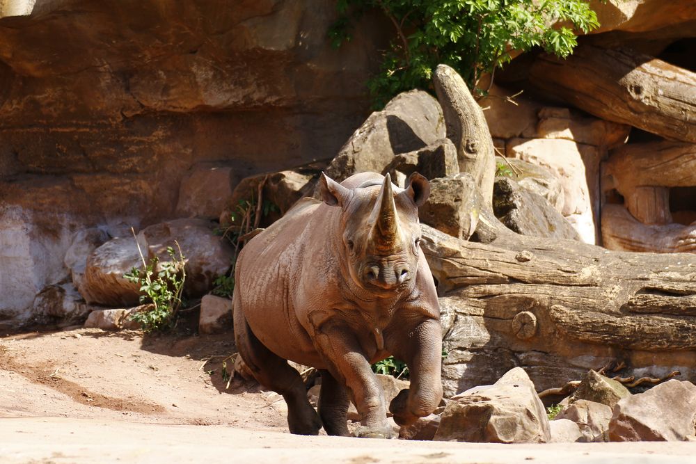 ZOO Hannover.