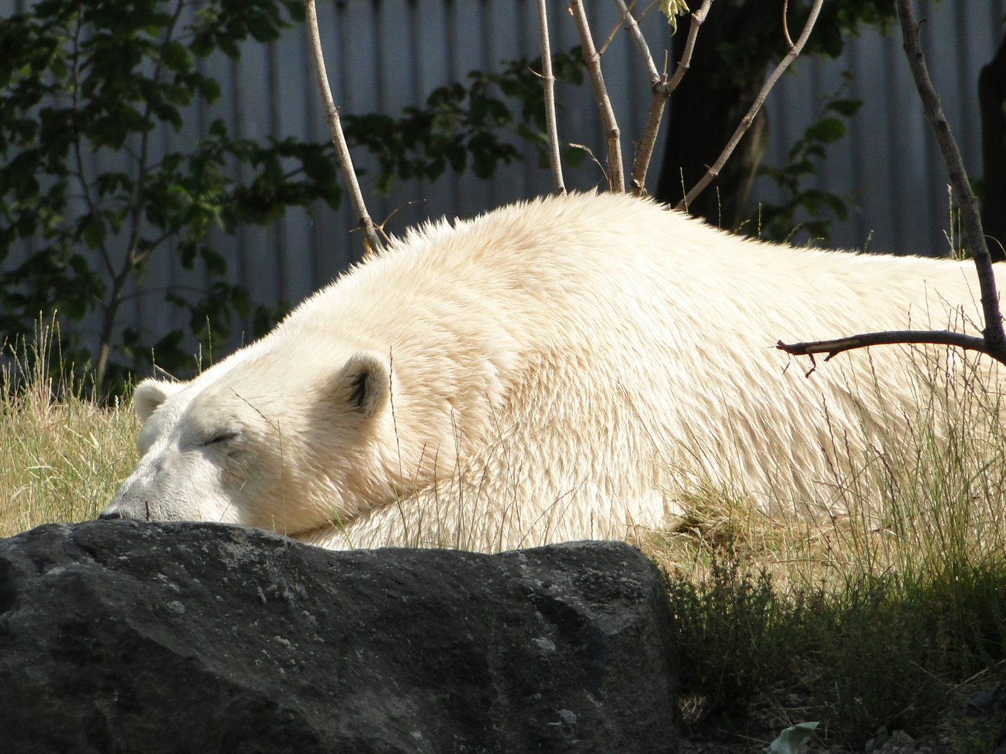 Zoo Hannover - Der Eisbär in der Mittagssonne