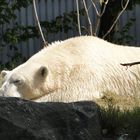 Zoo Hannover - Der Eisbär in der Mittagssonne