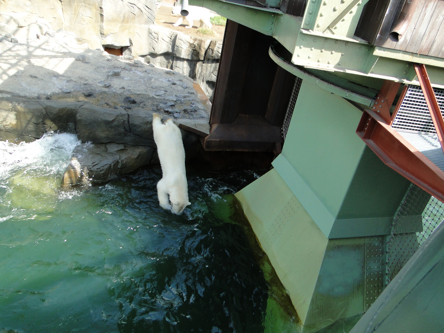 Zoo Hannover - Der Eisbärköpper