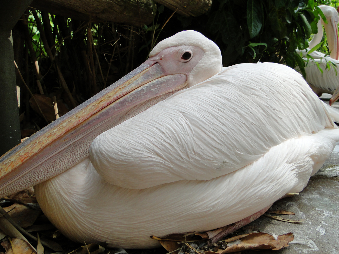 Zoo Hannover - Der Pelikan