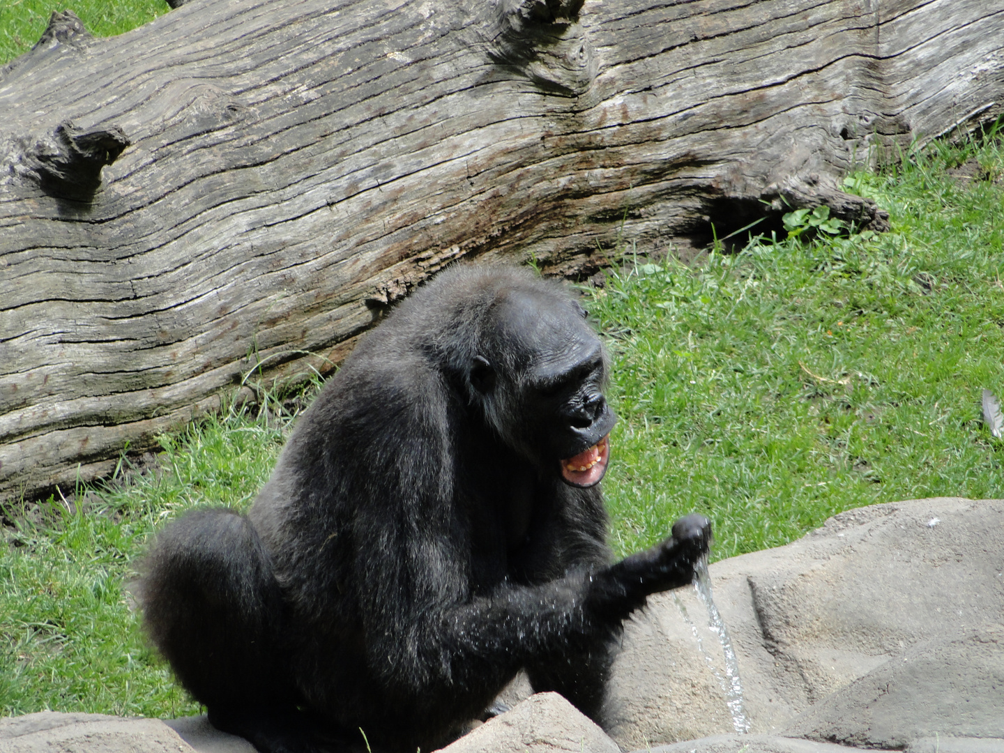 Zoo Hannover - Die affenstarke Erfrischung