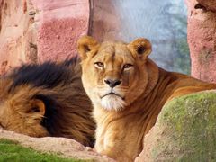 Zoo Hannover - Die Löwin schaut auf ihr Fressen