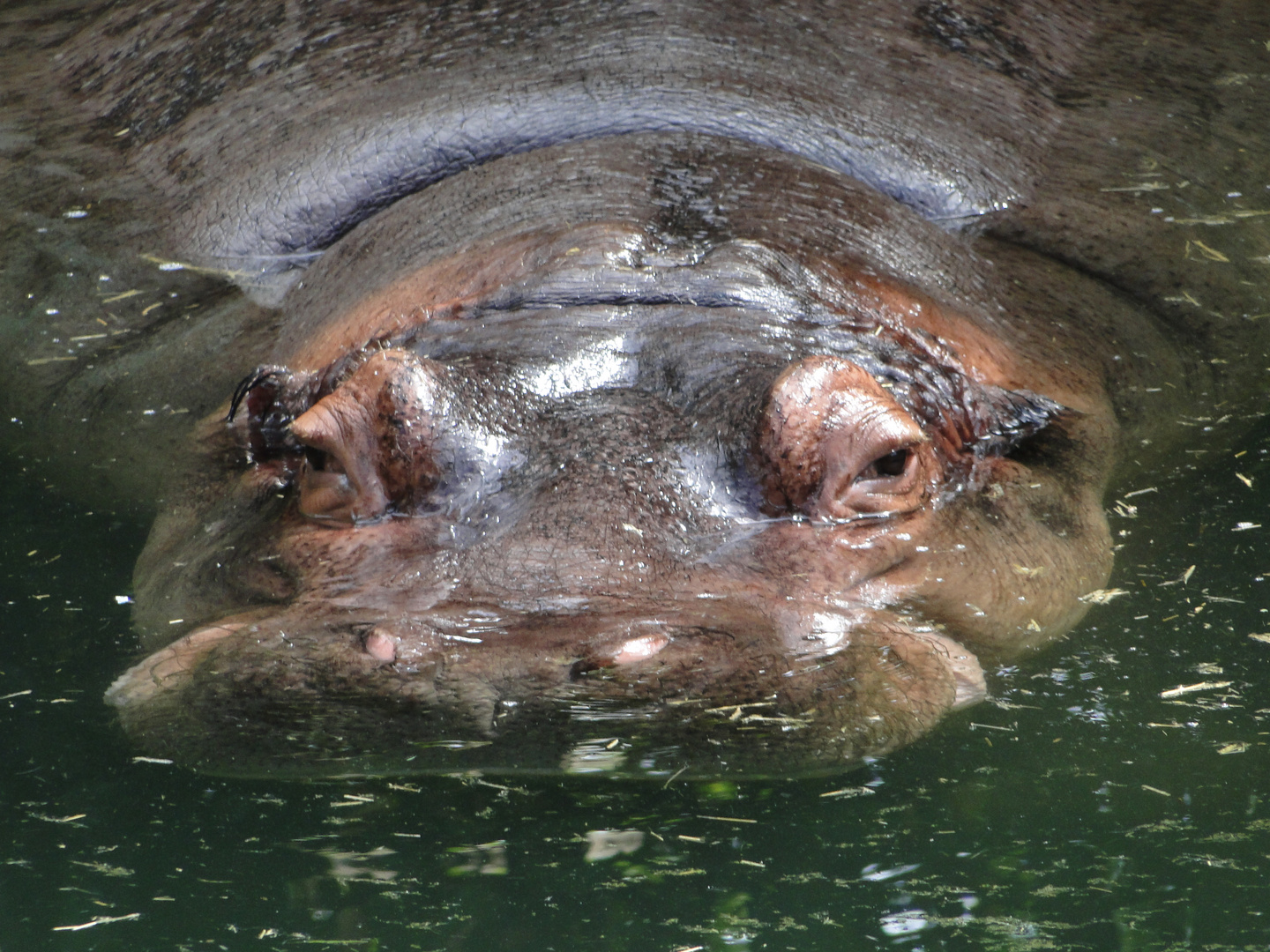 Zoo Hannover - Die Nilpferddame