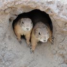 Zoo Hannover - Die Präriehunde