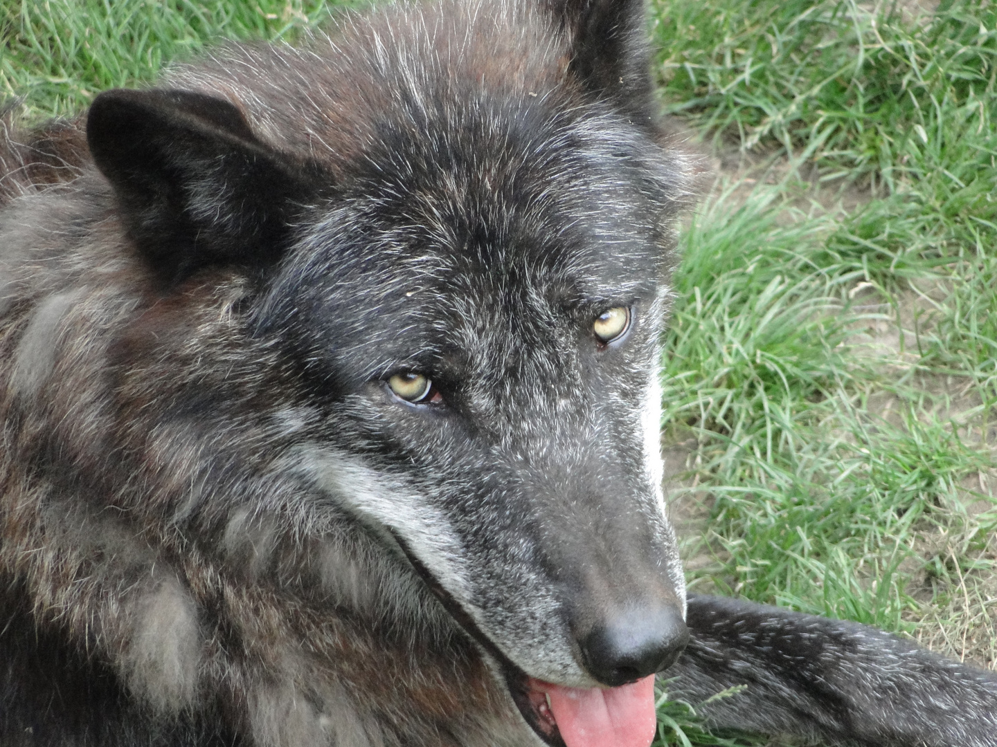 Zoo Hannover - Die Wolfsaugen