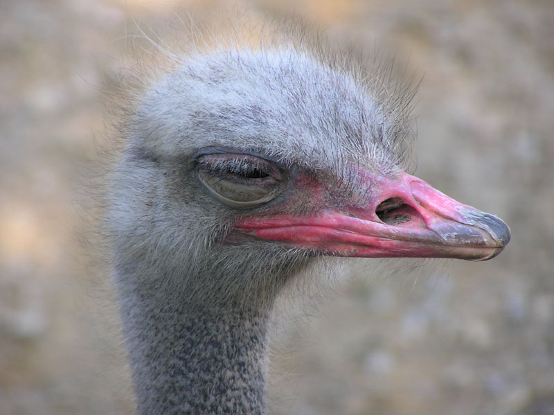 Zoo Hannover, die Zweite