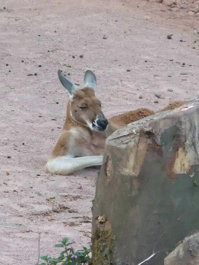 Zoo Hannover - Down Under