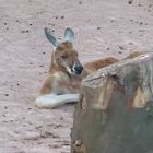 Zoo Hannover - Down Under