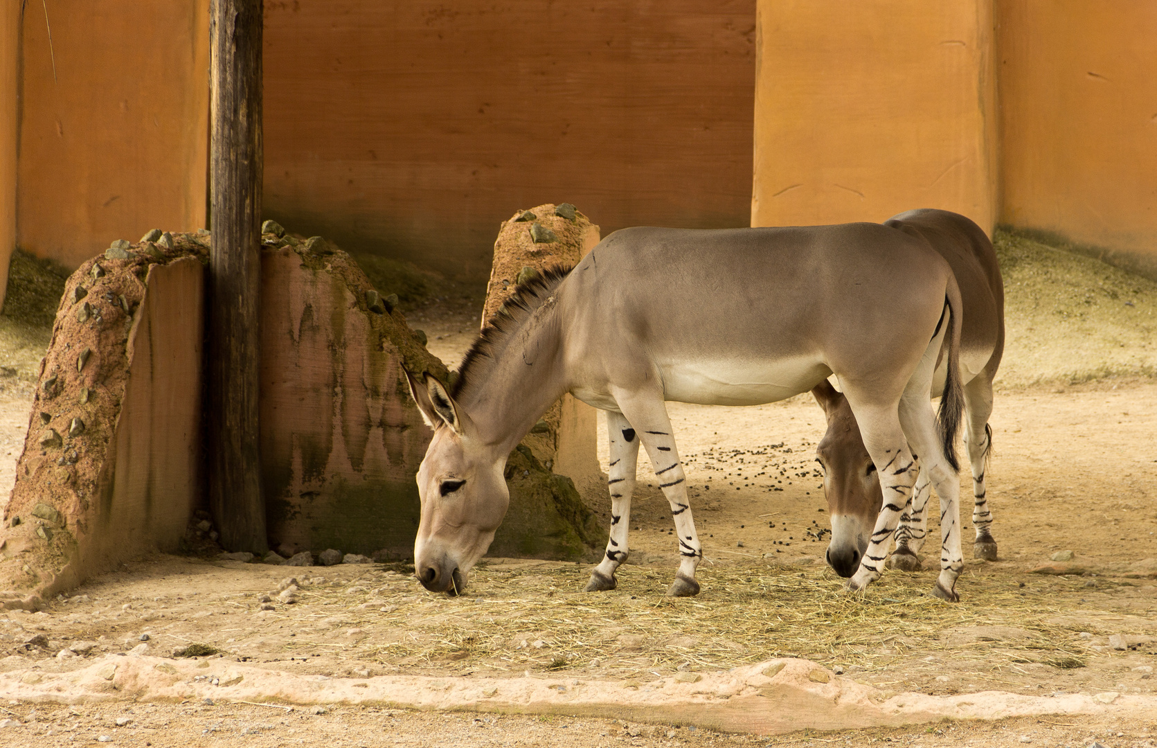 Zoo Hannover