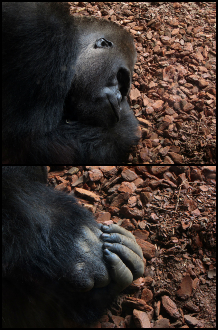 Zoo Hannover * Gorilla *