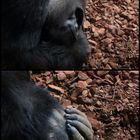 Zoo Hannover * Gorilla *