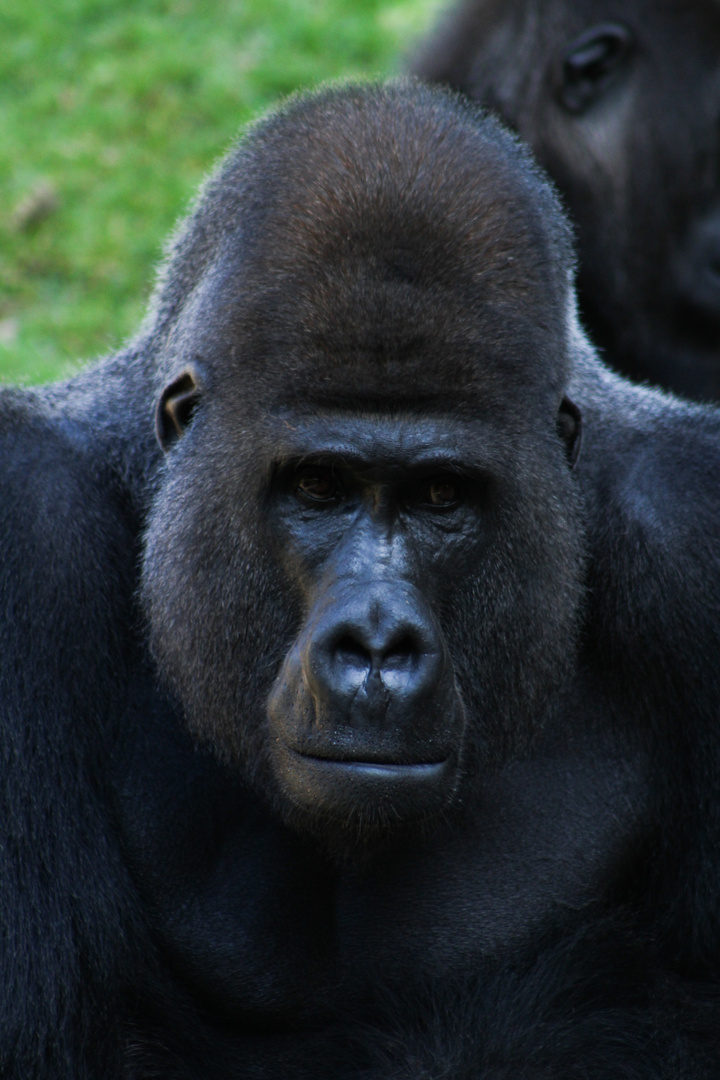 Zoo Hannover Gorilla