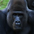 Zoo Hannover Gorilla