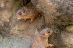 Zoo Hannover III